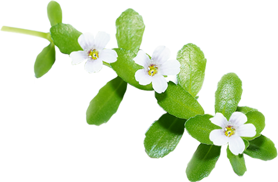 Brahmi