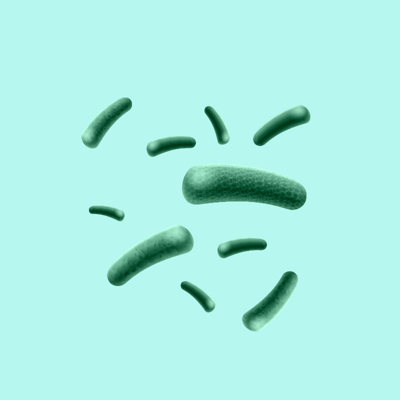 Bacillus Coagulans