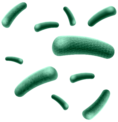 Bacillus Coagulans