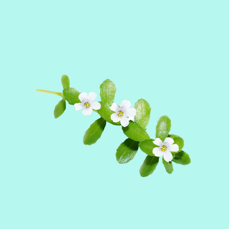 Brahmi
