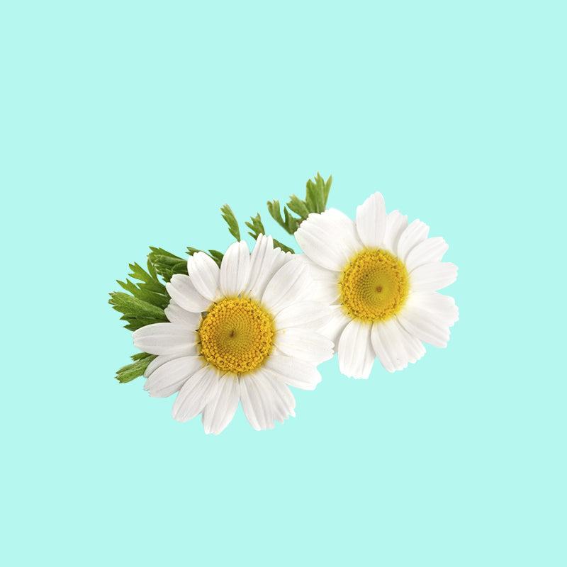 Chamomile