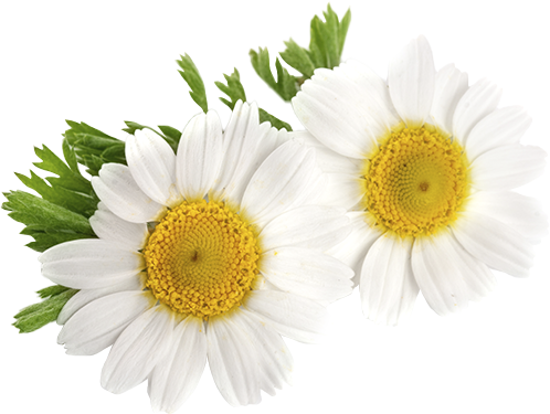 Chamomile