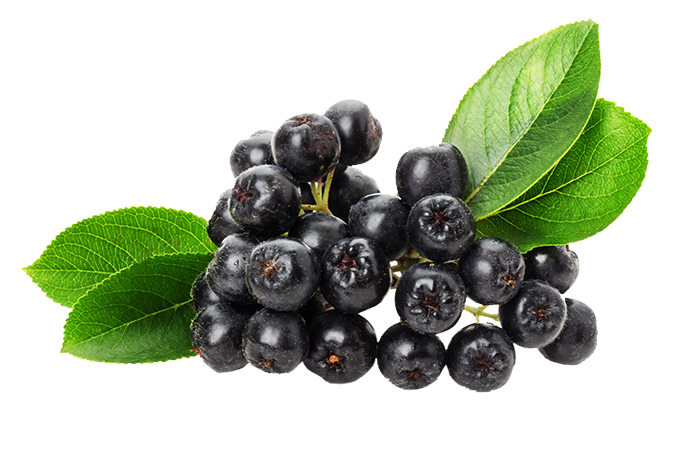 Elderberry
