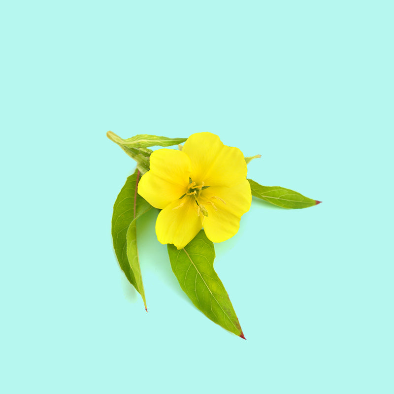 Evening Primrose