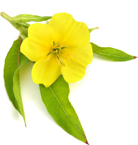 Evening Primrose
