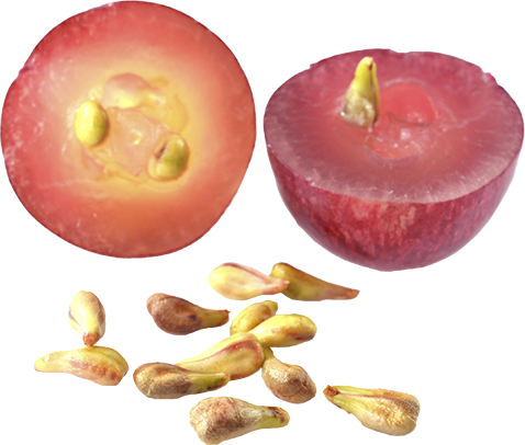 Grape Seed / Grape