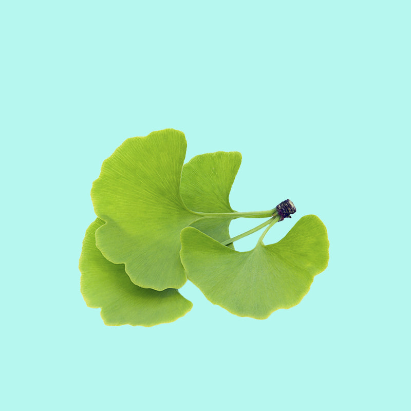 Ginkgo Biloba
