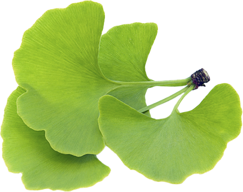 Ginkgo Biloba