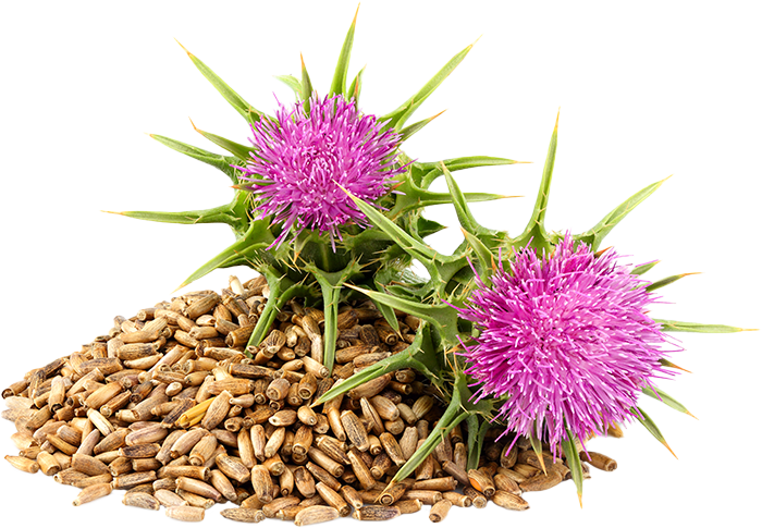 Milk Thistle