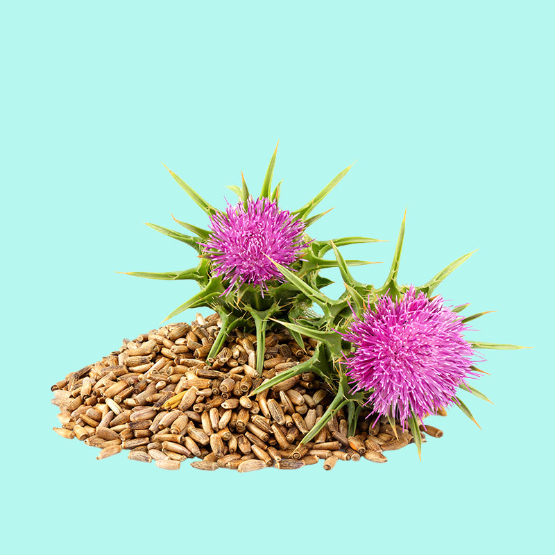 Milk Thistle