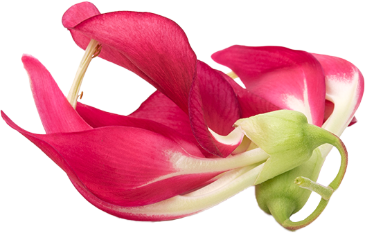 Natural Biotin / Sesbania Grandiflora