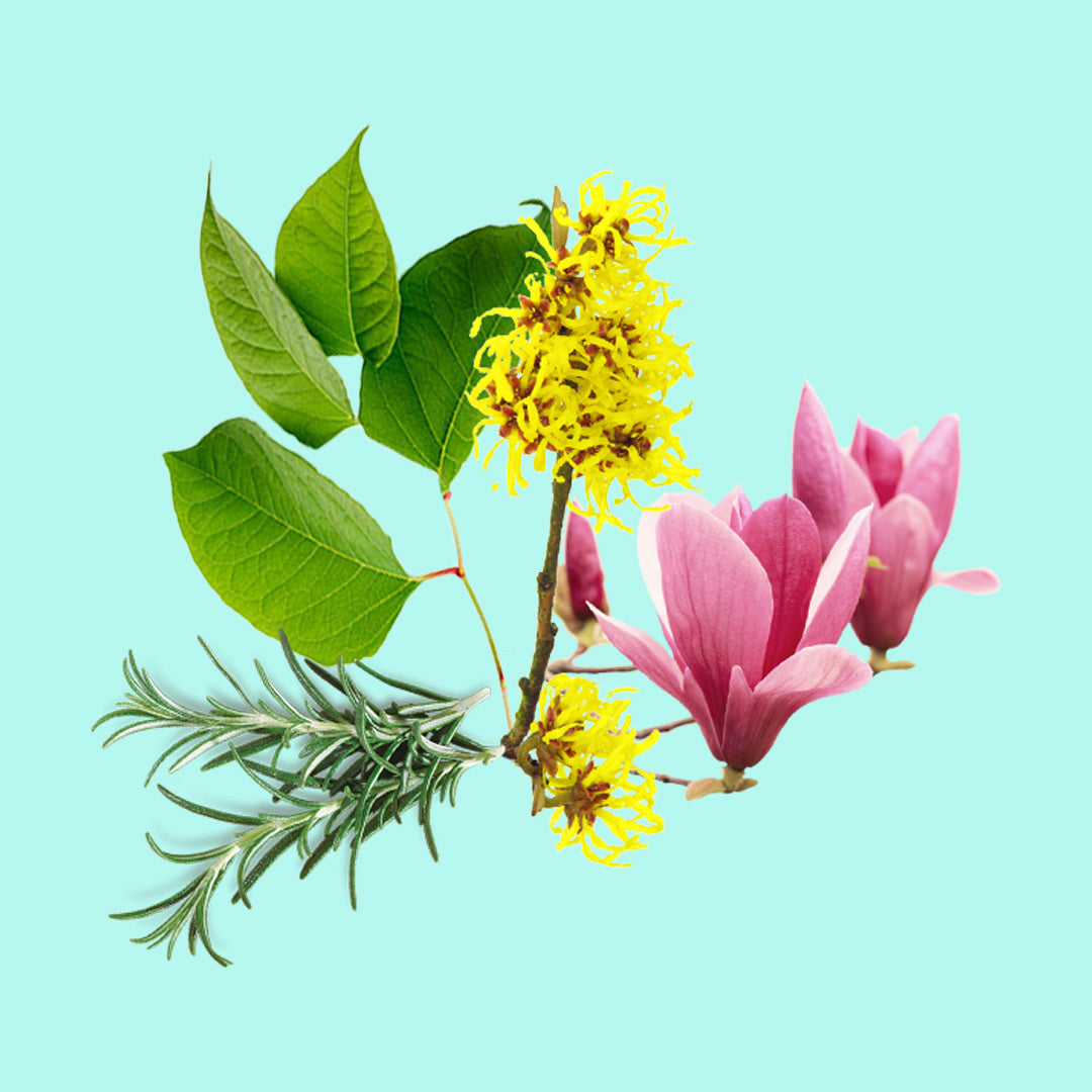 Witch Hazel