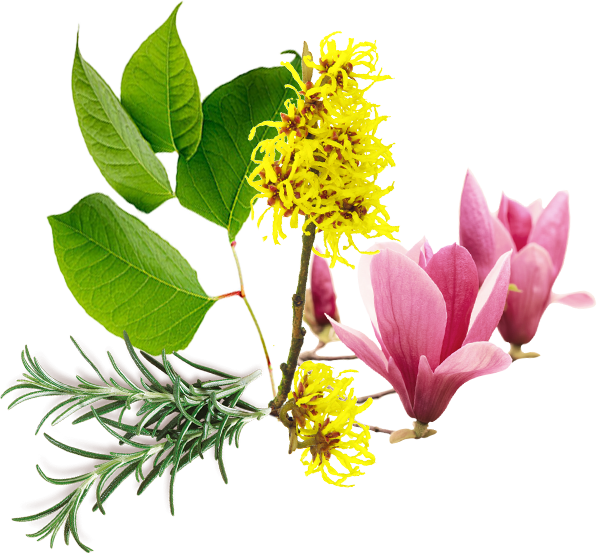 Witch Hazel