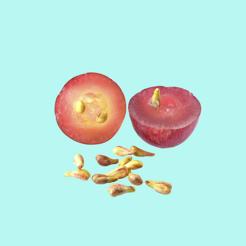 Grape Seed / Grape